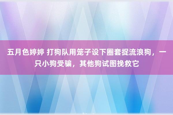 五月色婷婷 打狗队用笼子设下圈套捉流浪狗,一只小狗受骗,其他狗试图挽救它