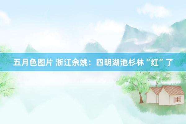 五月色图片 浙江余姚：四明湖池杉林“红”了