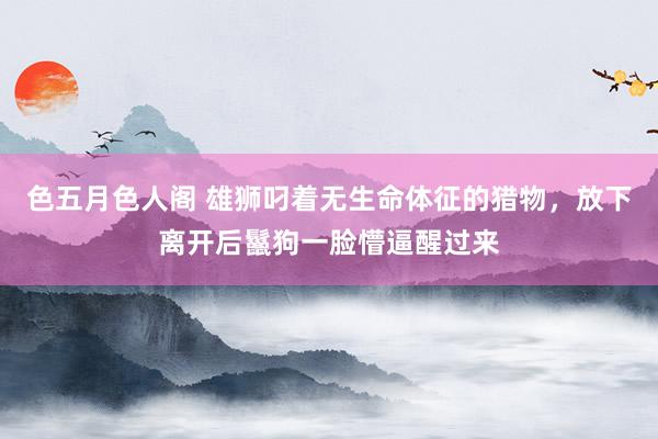 色五月色人阁 雄狮叼着无生命体征的猎物，放下离开后鬣狗一脸懵逼醒过来