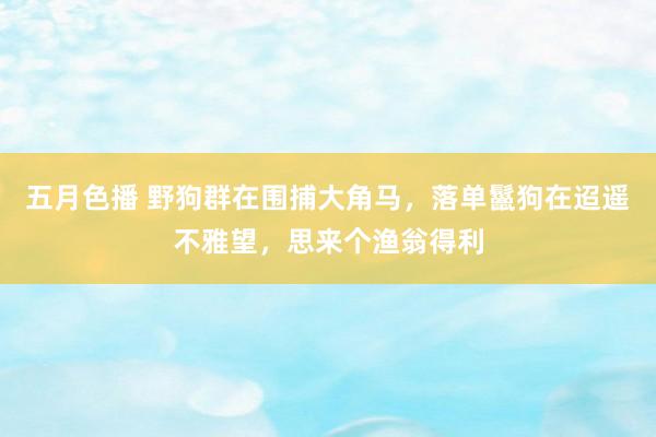 五月色播 野狗群在围捕大角马，落单鬣狗在迢遥不雅望，思来个渔翁得利