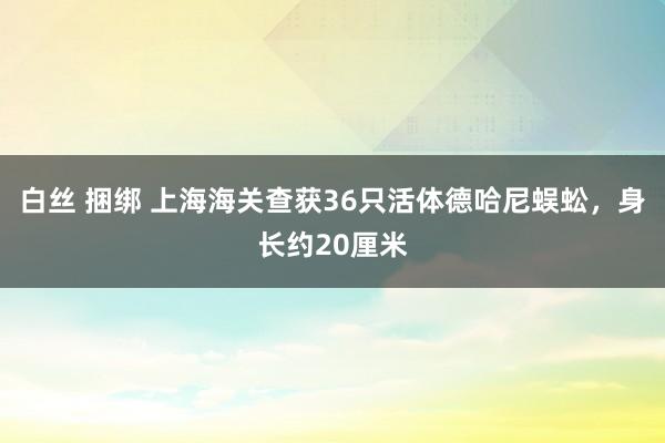 白丝 捆绑 上海海关查获36只活体德哈尼蜈蚣，身长约20厘米
